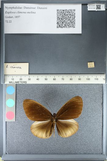 Media type: image;   Entomology 161144